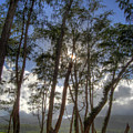Koki Landscape
