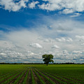 Nebraska Cornfield