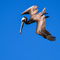Pelican