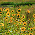 Sunflowers in a Pasture